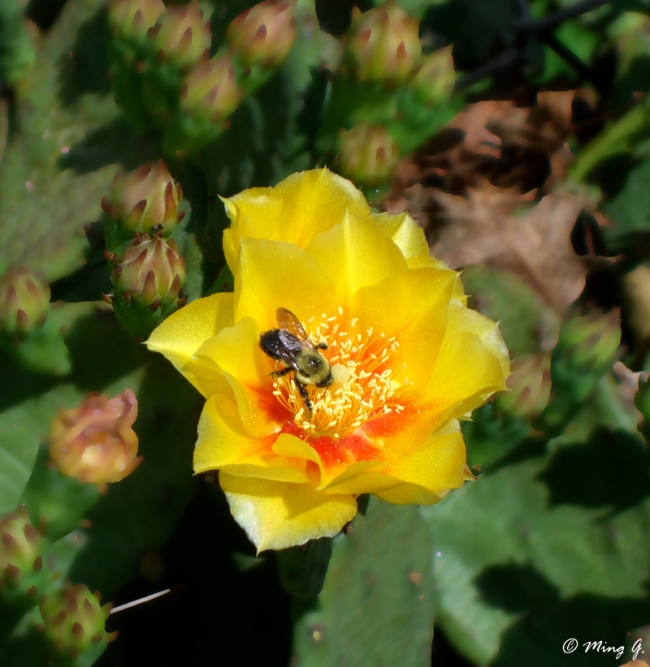 Cactus Flower &amp; Bee