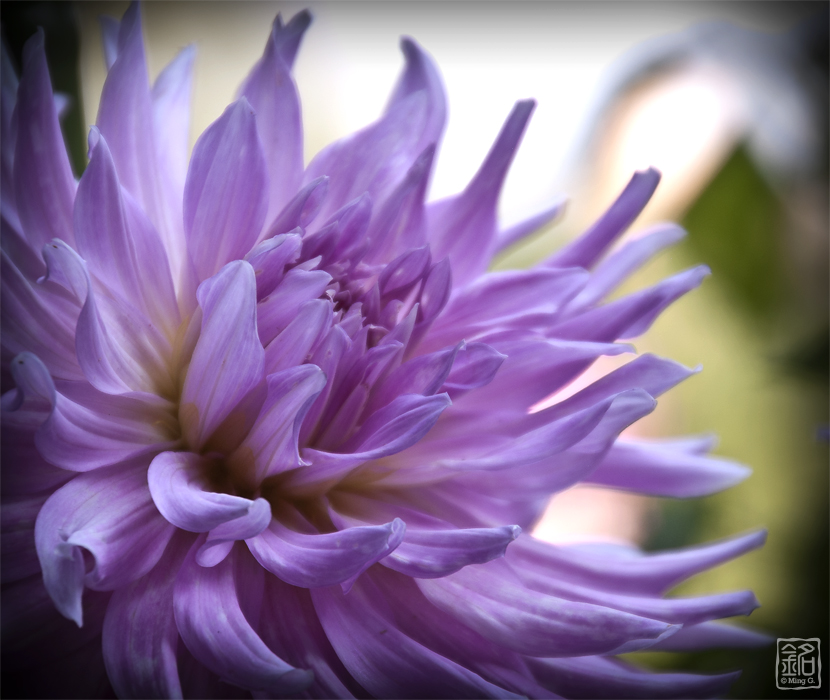 Flower . Dahlia . Purple Dream