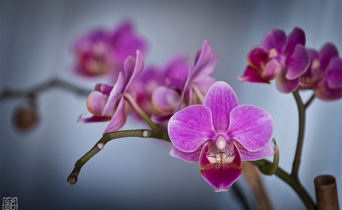 Flower.Orchid III