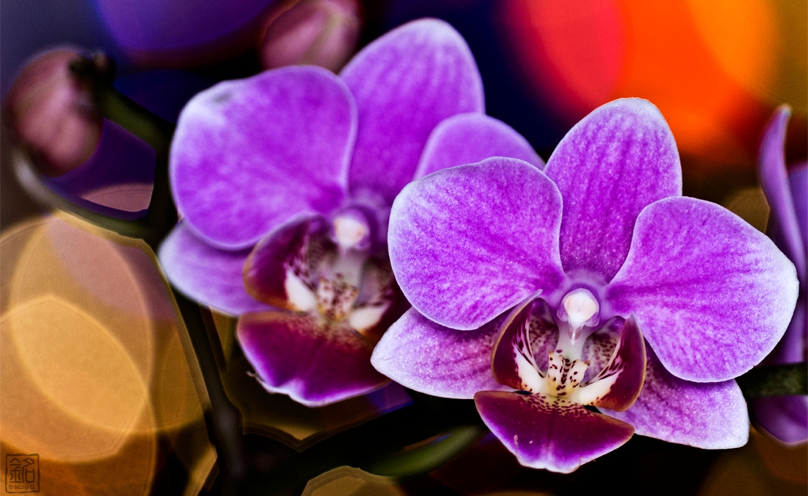 Flower.Orchid II