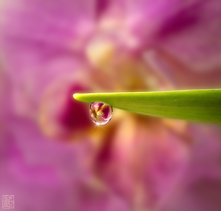Orchid - Water Drop Reflections