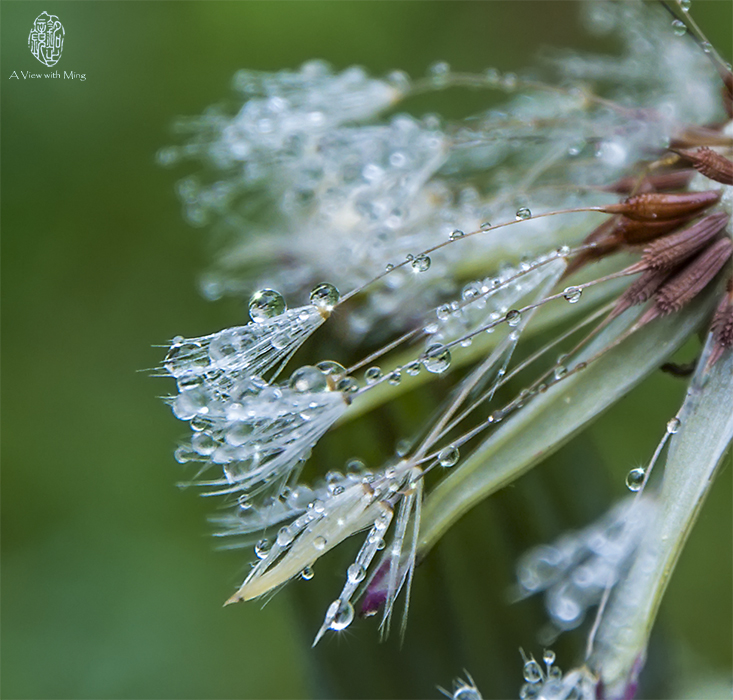 Dandelion After Rain by Ming Gullo